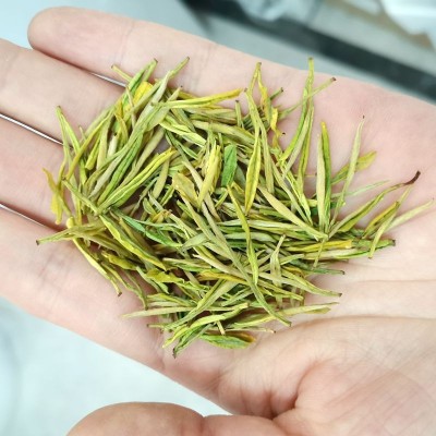 半斤装250克安吉黄金茶 批发安吉白茶黄金芽黄金叶茶 量大从优