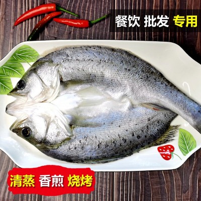 烤鱼清蒸鲈鱼批发白蕉海鲈鱼新鲜冰冻海鲜半成品开背七星芦鱼卢鱼