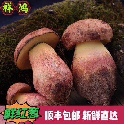 【新鲜红葱牛肝菌】顺丰包邮 云南特产新鲜红葱见手青鲜蘑菇菌菇