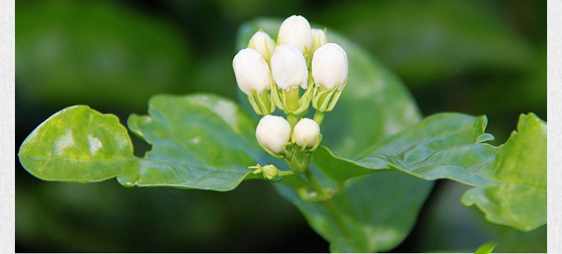 普飘E茉莉花茶详情页790抽芯_09