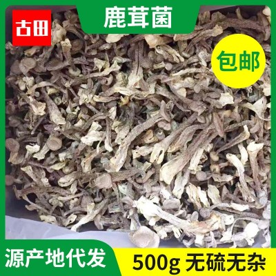 福建古田特产鹿茸菇散装500g食用冷香菌当季新鲜北风菌珊瑚菌批发