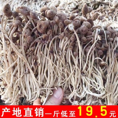 福建干茶树菇批发茶树菇茶树菇干货散装原产地直销批发 500g